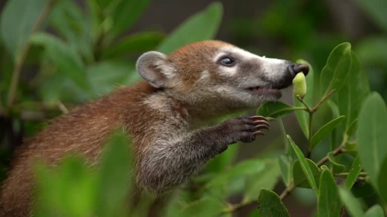 white-nosed coati wildlife in mangrove