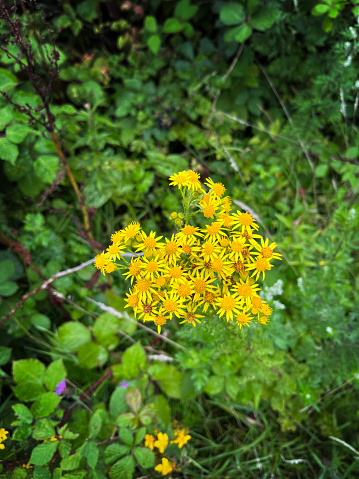 Yellow ragwort flowers in Welsh countryside - Jacobaea vulgaris