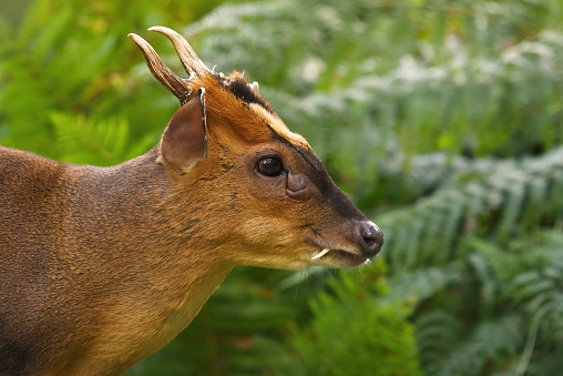 Muntjac Deer Buck\n\nPlease view my portfolio for other wildlife photos