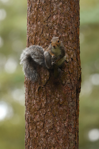 A gray tree squirrel scampers along a deck railing and onto the roof of a house, with a maple key in its mouth, as it forages for food and prepares for winter.