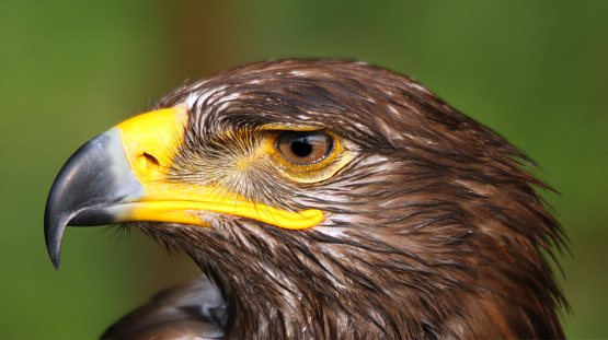 powerful hooked beak of Harris s buzzard with blurred background predatory bird