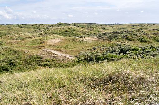 Berkheide dunes south of Katwijk aan Zee, Netherlands