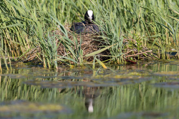 istock breeding Eurasian coot (Fulica atra) sitting on nest 1710221399