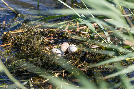 nest of a great crested grebe (Podiceps cristatus) with three eggs