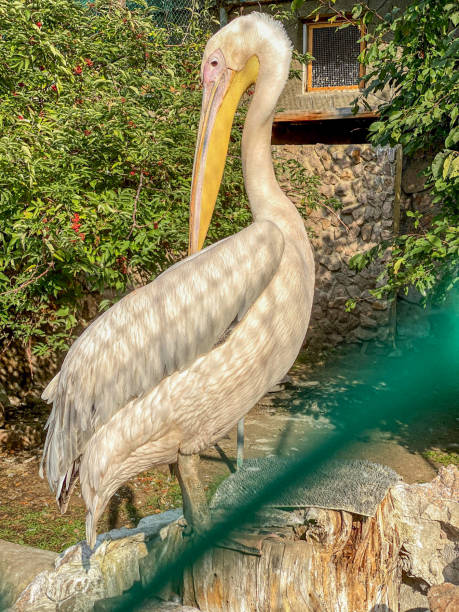 istock Pelican in the zoo. Pelican 1710249548