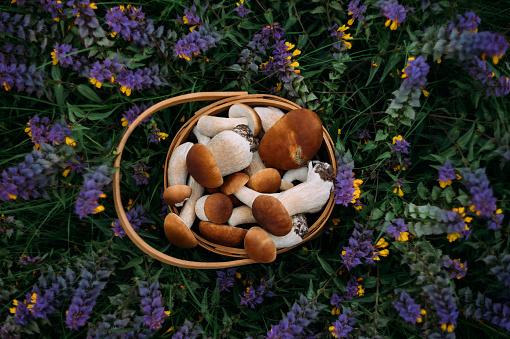 Mushrooms in a basket on a purple flowers background. Edible boletus edulis, penny bun, ceps, porcini. Beautiful mushroom background. Forest harvest. Top view, flat lay.