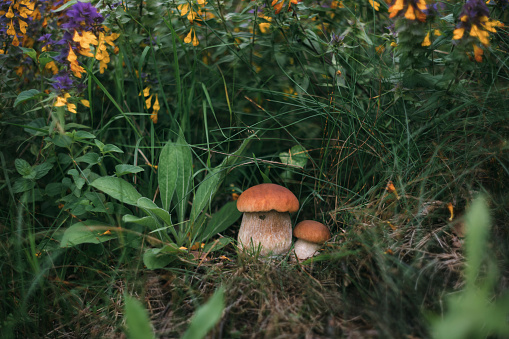 Two edible mushrooms penny bun in the forest. Beautiful mushroom boletus edulis, ceps, porcini on a green grass background.