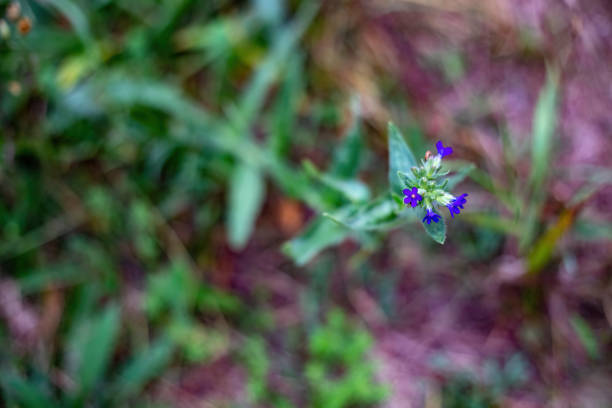 A flowering wild plant in the autumn forest.
