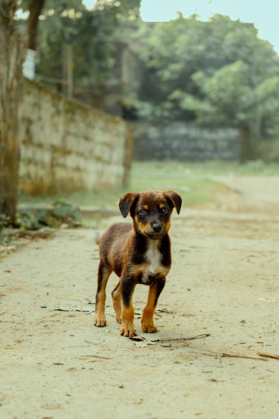 A portrait of a stray puppy.
