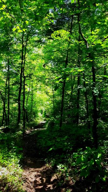 istock Shady Trail through the Woods 1710295518