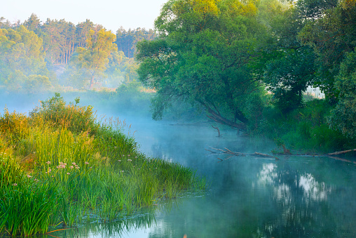 a small river among green banks in the fog on an early summer morning.