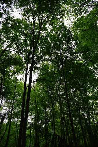 A scene of trees in the woods