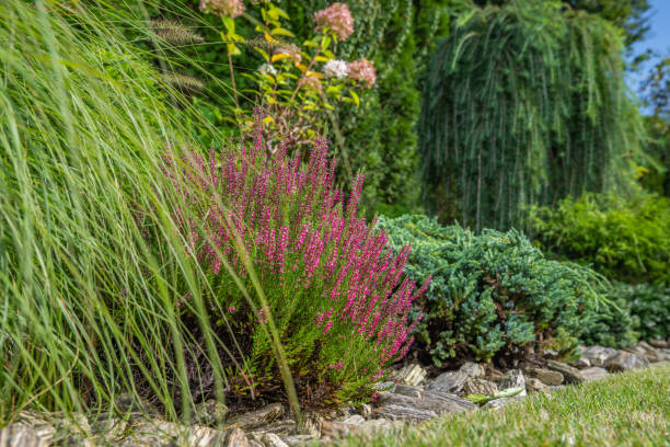 istock Matured Backyard Garden with Heathers and Other Plants 1710367349