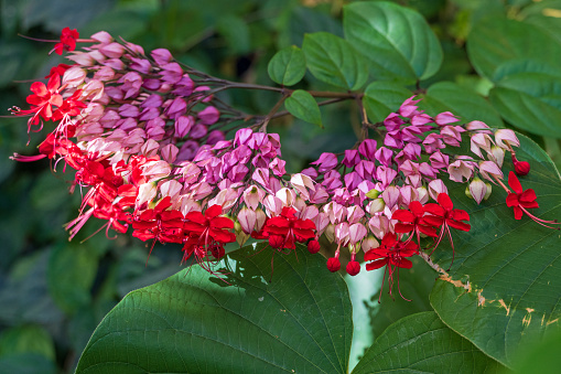 Close-up of multi-colored Clerodendrum Flower