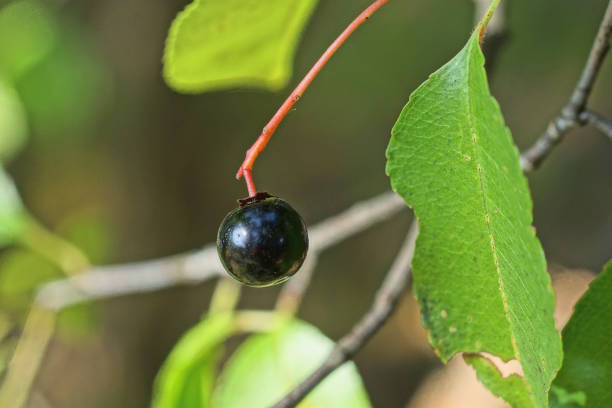 une petite baie de cerisier black bird sur une fine branche d’arbre - uncultivated autumn berry fruit branch photos et images de collection