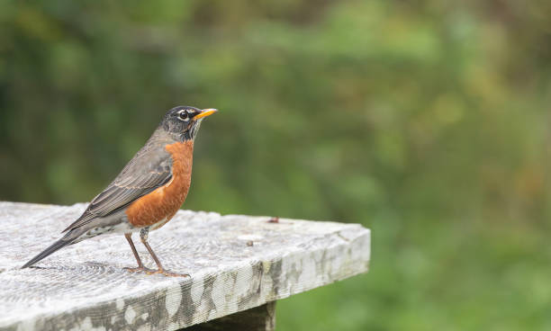 istock American Robin, Turdus migratorius, on the corner of a picnic table 1710386411