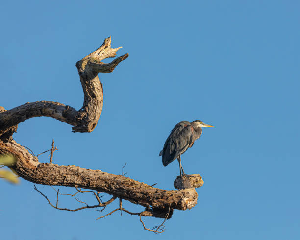 istock Great Blue Heron, Ardea herodias, standing on a snag, Vancouver 1710388028