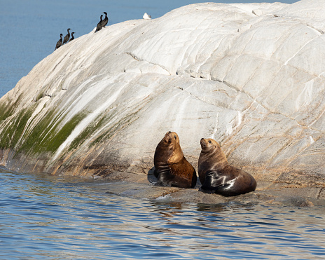 Sea lion and marine iguana hanging out on Fernandina Island in the Galapagos Islands in Ecuador