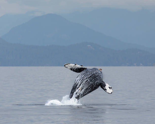 istock Humpback Whale, Megaptera novaeangliae, breaching: Salish Sea,Canada 1710388534