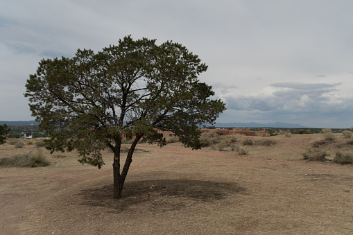 Alone tree near Cross of the Martyrs, Santa Fe, New Mexico