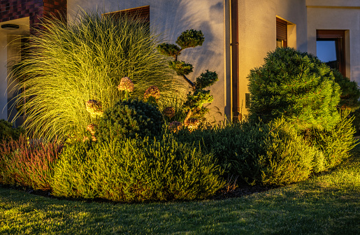 Landscaping Theme. Garden Plants Illuminated by Outdoor LED Lighting