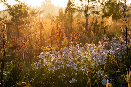 foggy field with blooming different wildflowers in spring. The sun rising in the fog over the horizon. Beautiful landscape in the early summer morning.