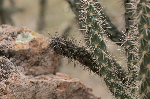 Cane Cholla plants  voer rocks in Bandelier Park, Los Alamos, New Mexico