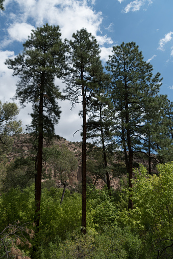 Ponderosa pines in Bandelier park, Los Alamos, New Mexico