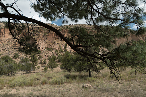 Pinyon branch framing cliffs of  Frijoles canyon, Bandelier Park, Los Alamos, New Mexico