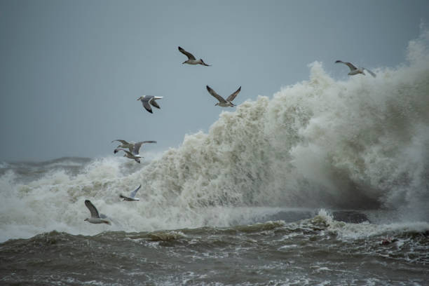 Brown seagull flying along coastline with rough, green Atlantic in background. Horizontal.-For more bodies of water images, click here.  OCEAN LAKE RIVER and SHORE