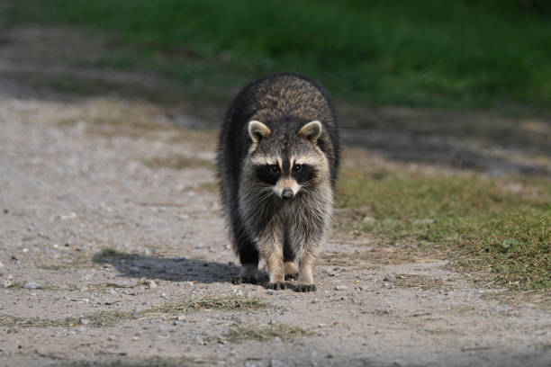 istock Funny curious raccoon explores a rural farm 1710426948