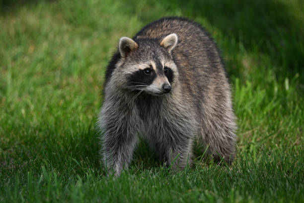 istock Funny curious raccoon explores a rural farm 1710429623