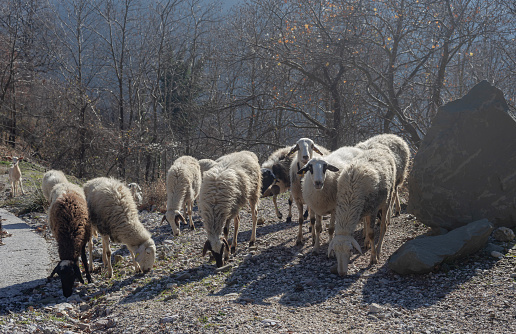 A herd of sheep grazing on a mountain agricultural area on a winter, sunny day (Epirus, Greece).