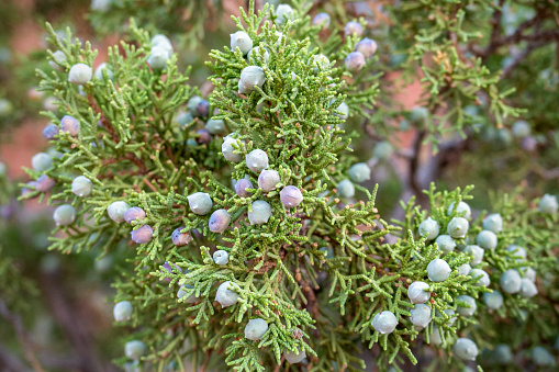 Close up of Utah juniper, Juniperus osteosperma, branch and berries. Arches National Park, Utah, USA.