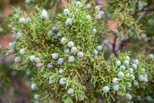close up of Utah juniper, Juniperus osteosperma Close up of Utah juniper, Juniperus osteosperma, branch and berries. Arches National Park, Utah, USA. juniper tree juniperus osteosperma stock pictures, royalty-free photos & images