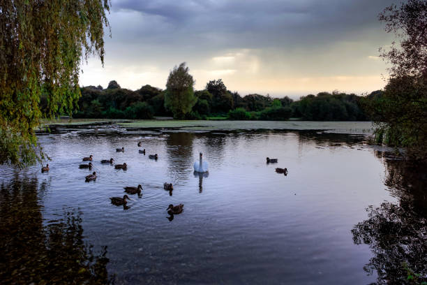 istock Swan on his lake at sunset 1710476068