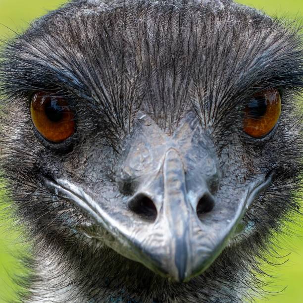 istock Eyes of an Emu 1710476334