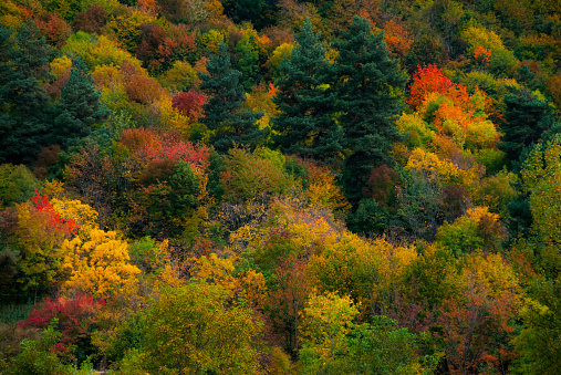 Fall mountain forest, autumn colorful trees texture background.