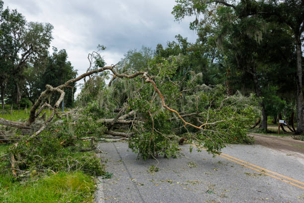istock Severe road disruption in Steinhatchee, North Florida: fallen tree block the road in vicinity of small community in bad weather 1710482651