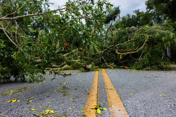 Severe road disruption in Steinhatchee, North Florida: fallen tree block the road in vicinity of small community in bad weather