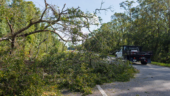 Roadway blockage: fallen tree in North Florida leads to traffic congestion. Car stops near the broken trunk. Hurricane aftermath