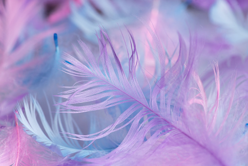 Beautiful abstract background made of blue, purple and pink feathers. Colorful feather pattern texture for background and design