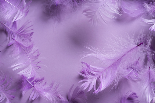 Purple color decorative feathers pattern texture for background and design