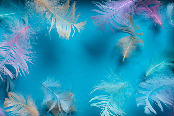 Colorful pastel decorative feathers pattern texture for background and design