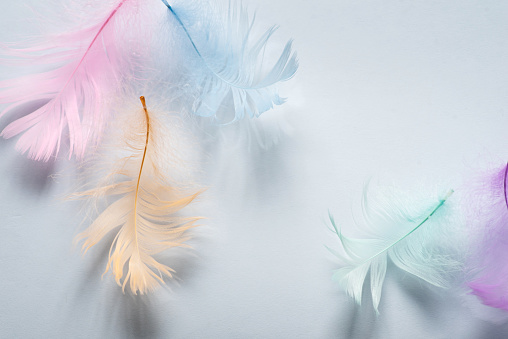 Fragile feathers of various pastel colors gently floating in the air on a light background. Beautiful abstract background of soft and fluffy feathers