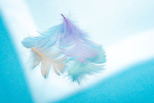 Light blue feathers, with shades of purple and pink floating in the air on a light background. Beautiful abstract background of soft and fluffy feathers