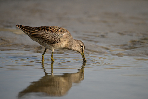 Cute little Long-billed Dowitchers shorebirds walks along the shore of Lake Ontario feeding