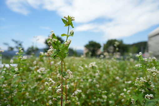 buckwheat flower