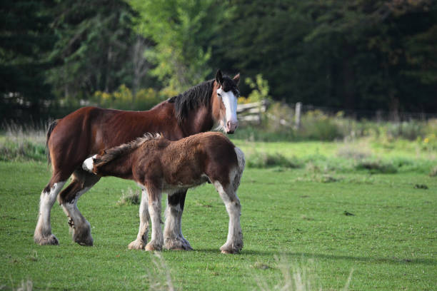 istock Heavy Horse Clydesdale mare and foal 1710504825