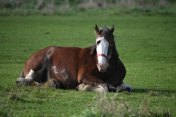 istock Heavy Horse Clydesdale resting 1710505585